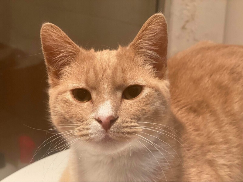 gumtree kitten adoption
